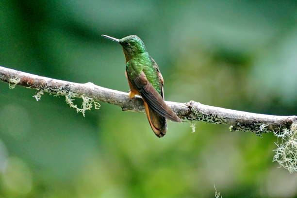 istock Chestnut-breasted coronet hummingbird 1062494900