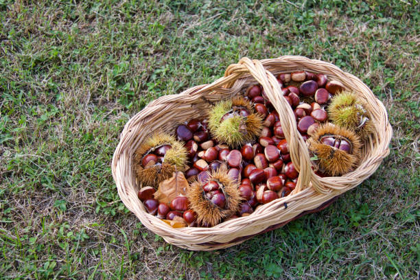 istock beautiful basket full of chestnuts on the grass 1062495086