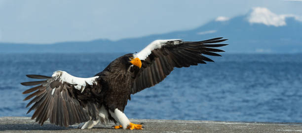 istock Adult Steller's sea eagle landed. 1062495280