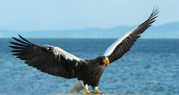 istock Adult Steller's sea eagle landed. 1062497140