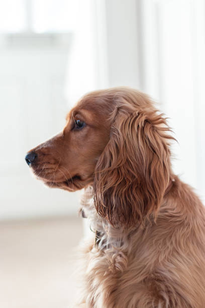 istock Beautiful Cute Golden Brown Cocker Spaniel Dog Puppy 1062497384