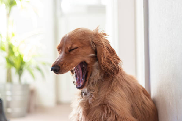 English Cocker Spaniel sleeping, 