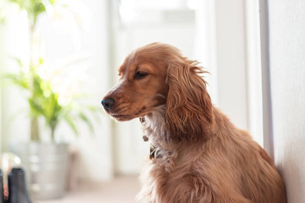istock Beautiful Cute Golden Brown Cocker Spaniel Dog Puppy 1062497806