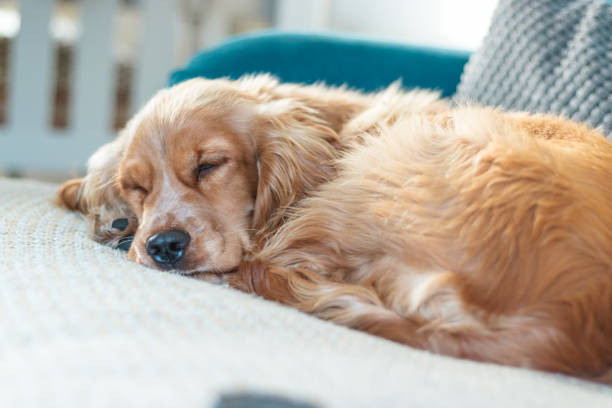 istock Beautiful Cute Golden Brown Cocker Spaniel Dog Puppy 1062498708