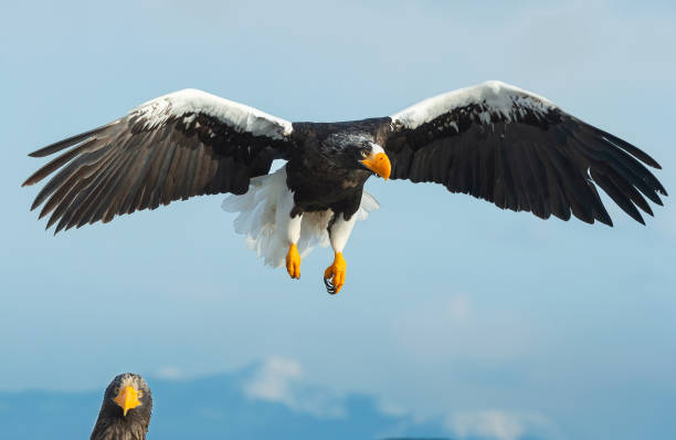 istock Adult Steller's sea eagle. 1062498966