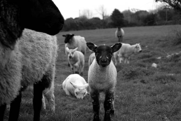 istock Lamb in a Flock of Sheep 1062499128