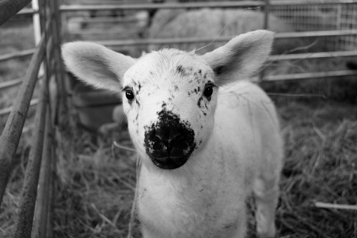 Newborn baby sheep portrait in black and white