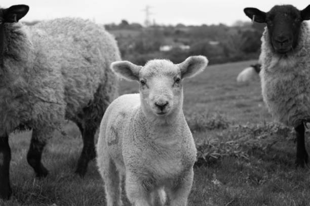 istock Lamb in a Flock of Sheep 1062499132