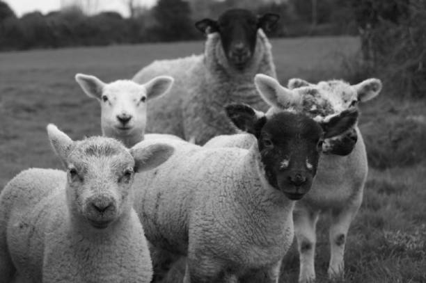istock Group of Lambs and Ewe in Field 1062499136