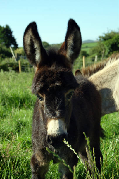 istock Brown Miniature Mediterranean Donkey Foal in Field 1062501368