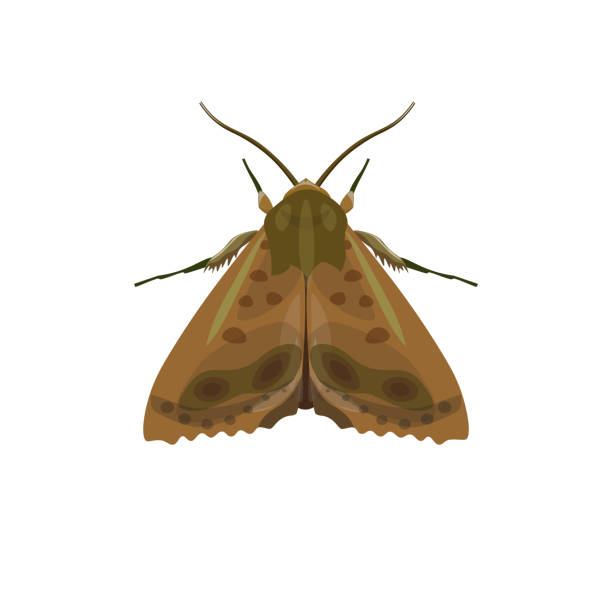 wektor ćmy codling - moth stock illustrations