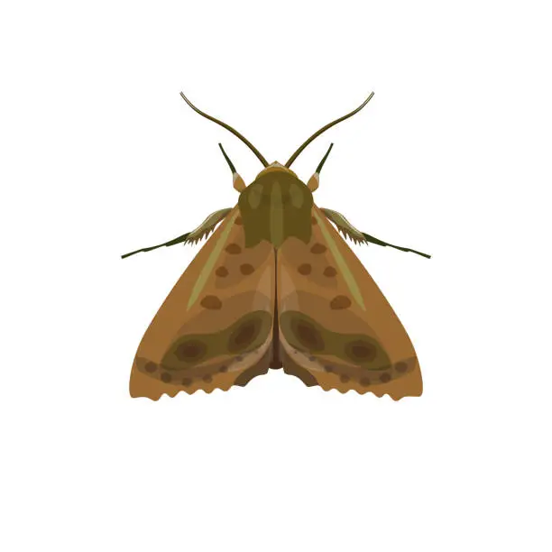 Vector illustration of Codling moth vector