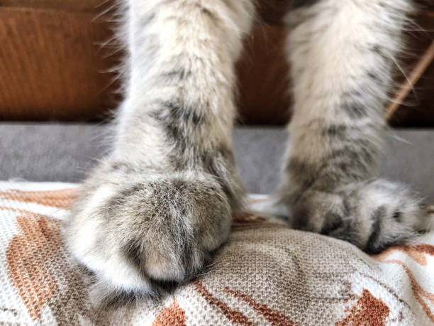 istock paws of a gray cat 1062503790