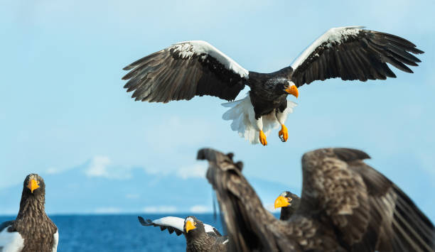 istock Adult Steller's sea eagle. 1062504076