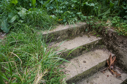 steps surrounded by plants and grass in garden