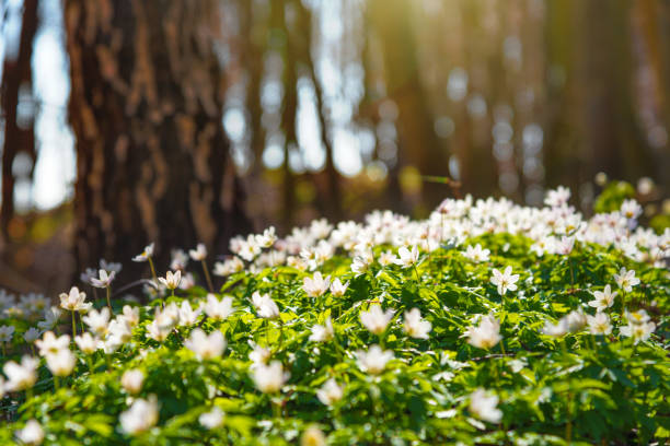 Wood anemones in a forest in spring