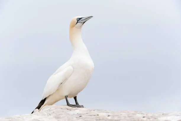 Photo of Northern Gannet (Morus bassanus)