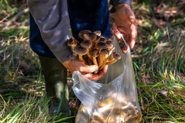 istock Harvesting Mushrooms with Plastic Bag 1062507346