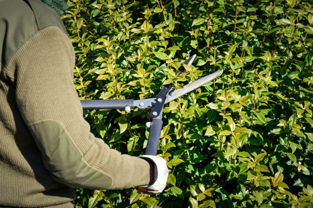 istock hedge trimming shears, winter pruning 1062513416