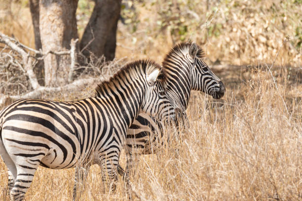 Zebra - fotografia de stock