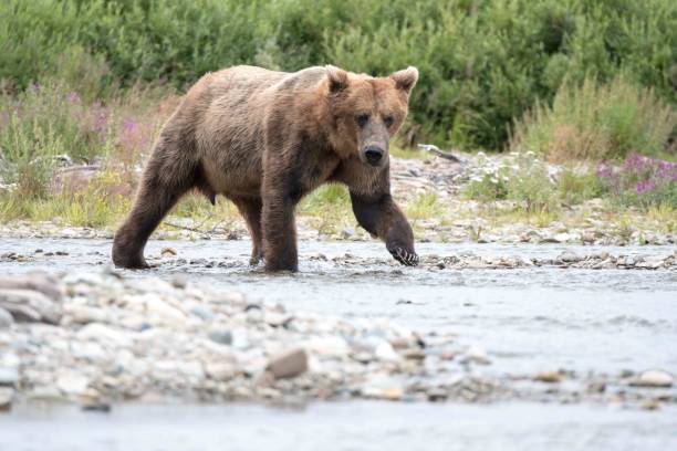 istock Grizzly Walking in the River 1062519692