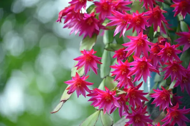 Pink Zygocactus flowers of Hatiora gaertneri, family Rhipsalideae