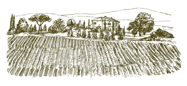 Wide view of vineyard. Vineyard landscape panorama. Hand drawn illustration.