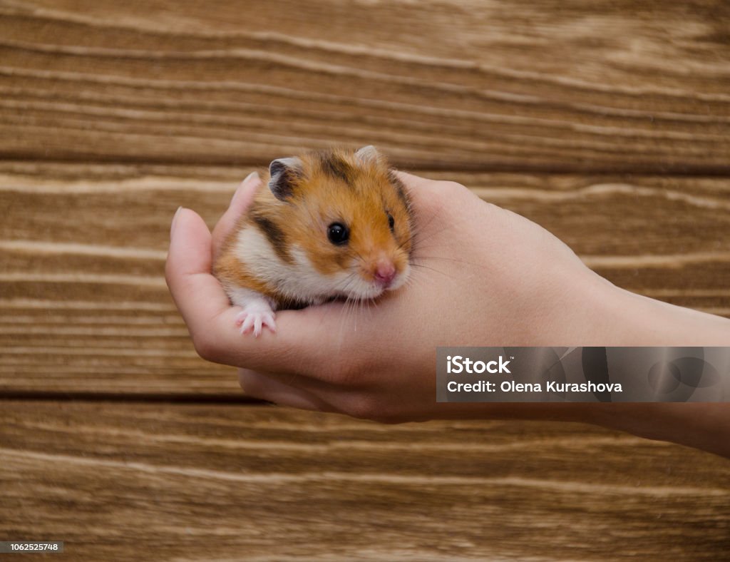 Funny Cute Syrian Hamster Sitting On A Child Hand Stock Photo - Download  Image Now - Hamster, Hand, Wood - Material - iStock