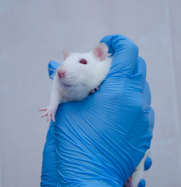 istock Scared white laboratory rat in the hands of a researcher in a lab 1062525800