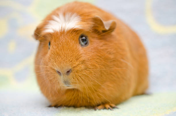 istock Cute funny guinea pig against a bright background 1062525870