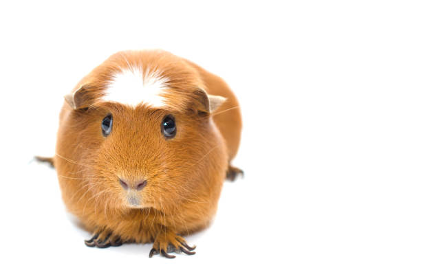 istock Cute funny guinea pig isolated on white 1062526080