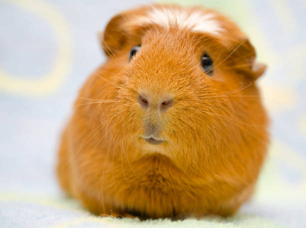 istock Cute funny-looking guinea pig against a bright background 1062526166