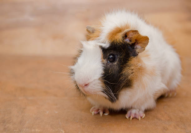 istock Cute white and brown Abyssinian guinea pig 1062527334