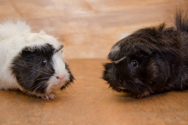 istock Two cute black and white Abyssinian guinea pigs 1062527398