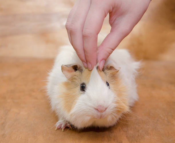istock Human hand stroking a cute Abyssinian guinea pig 1062528668