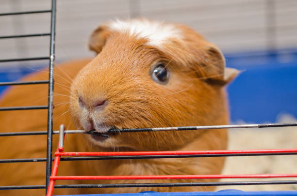 Funny guinea pig chewing on the bars of its cage (selective focus on the guinea pig nose and mouth)