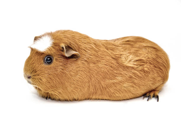 Cute American crested guinea pig (isolated on white)