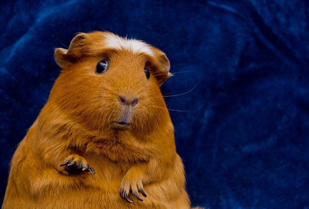 istock Funny guinea pig in a funny pose on the dark blue background 1062529990