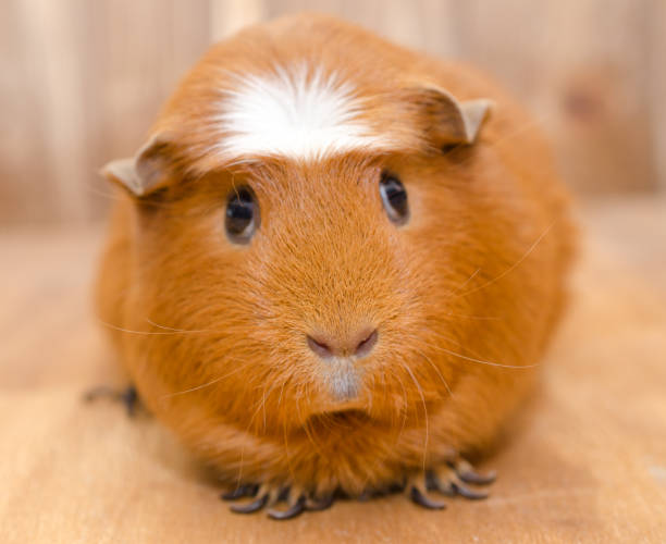 istock Cute guinea pig on a wooden background 1062530102
