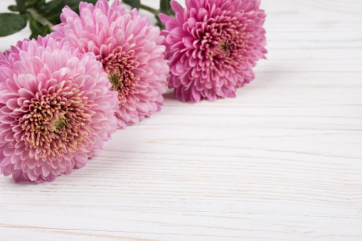 Pink chrysanthemum flowers on a weathered white wooden background (copy space on the right for your text)