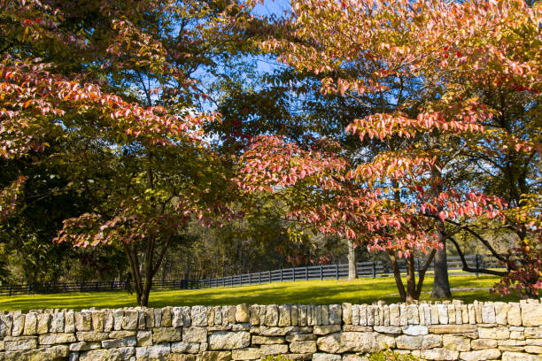 istock Autumn trees. Country landscape. 1062531972