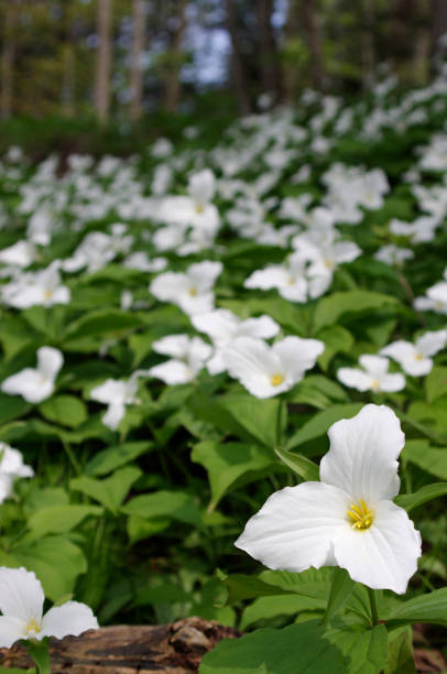 istock Field of Trilliums 1062535032