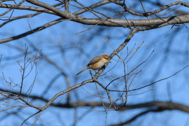 Bull-headed Shrike in Japan