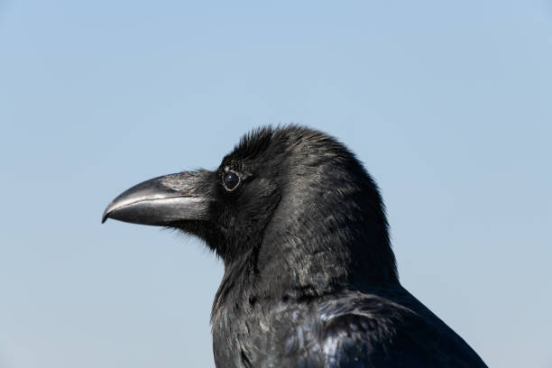 istock Jungle Crow in Japan 1062536518