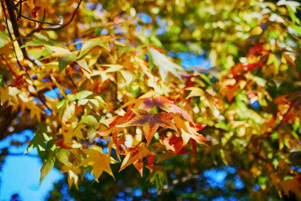 istock Red and yellow maple leaves at fall 1062540642