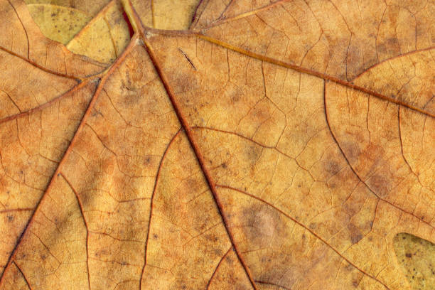istock Autumn Dry Maple Leaves Background Texture 1062540696
