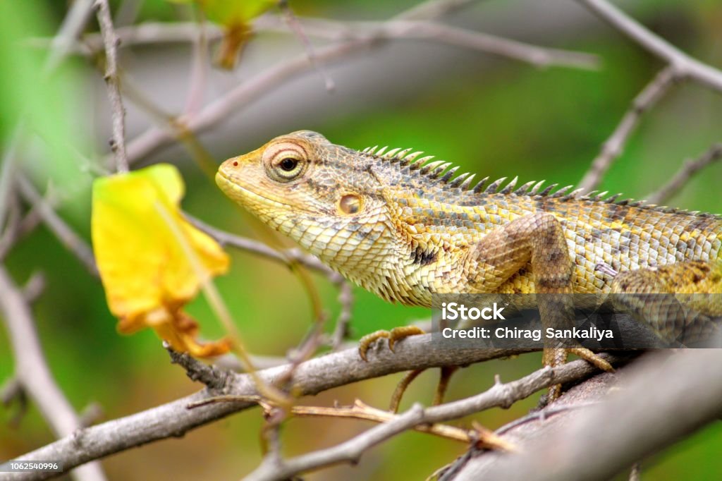 Wildlife Animal The Oriental Garden Lizard Stock Photo - Download Image Now  - Animal, Animal Antenna, Animal Body Part - iStock