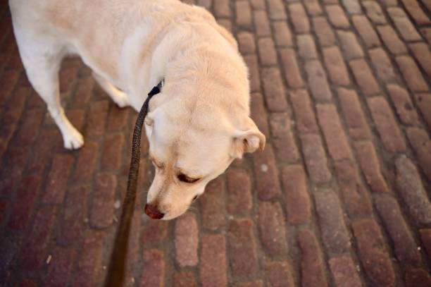 istock Labrador Retriever in London 1062543552