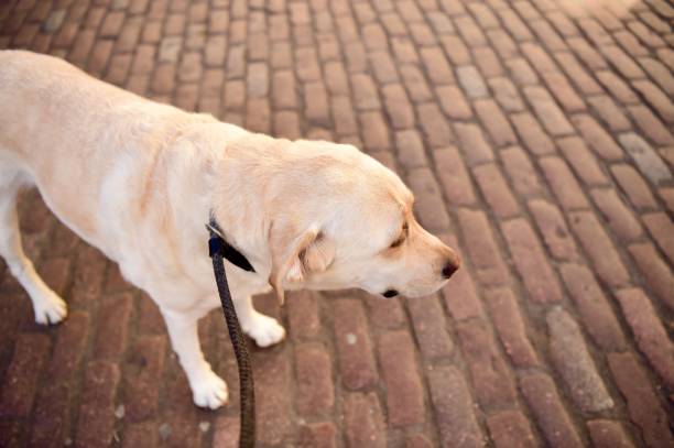 istock Labrador Retriever in London 1062543568