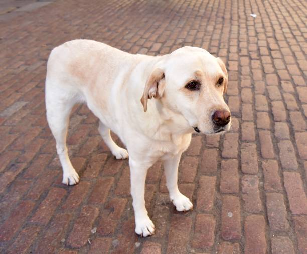 istock Labrador Retriever in London 1062543580